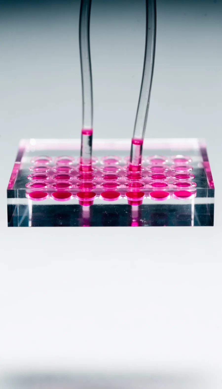 A transparent microfluidic chip with pink-filled wells and feed tubes