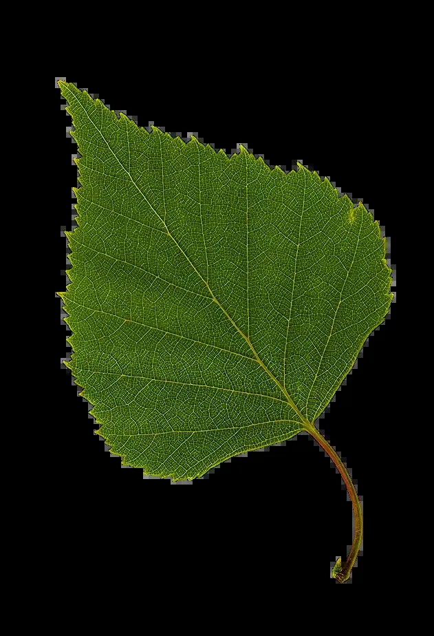 Birch: veneer keeps the grain the pulping process destroys
