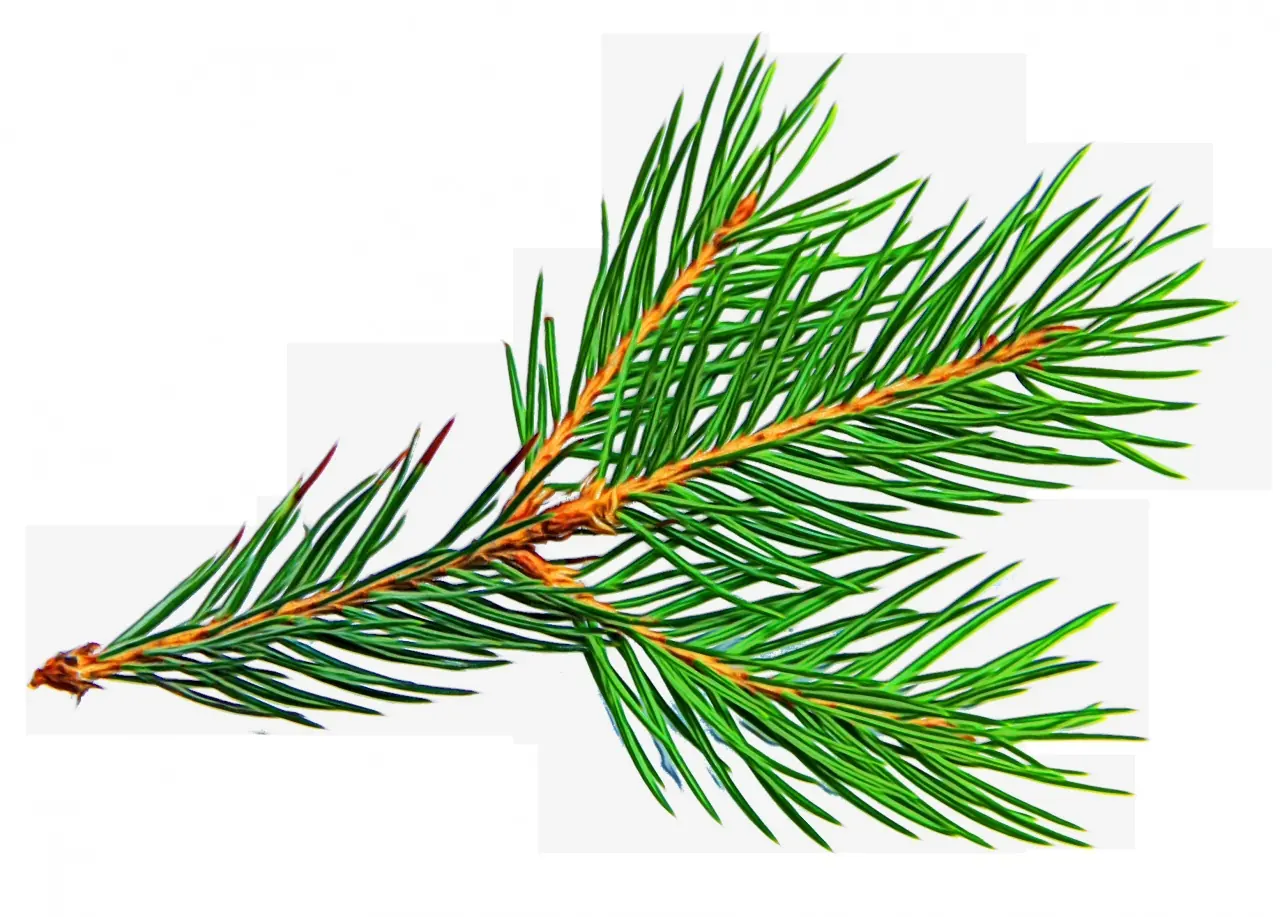 Swiss spruce - the raw material, one step from the product