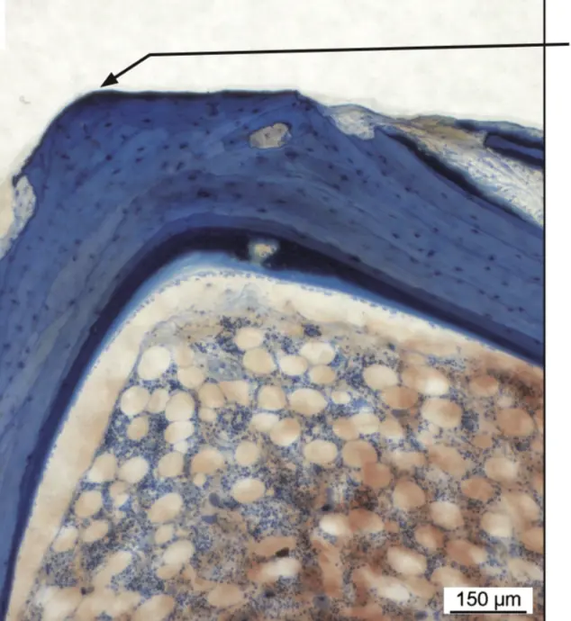 Histology: polymer interdigitated with bone, and no resorption at the interface